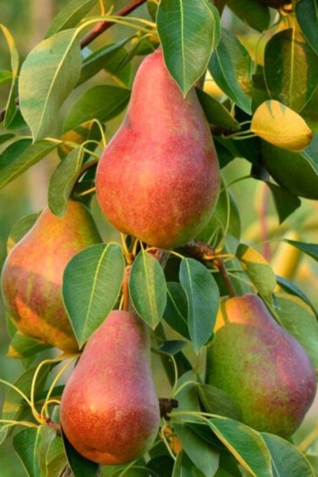 Груша колоновидная Декора | Груша колоновидна Декора | Pyrus columnar Decora